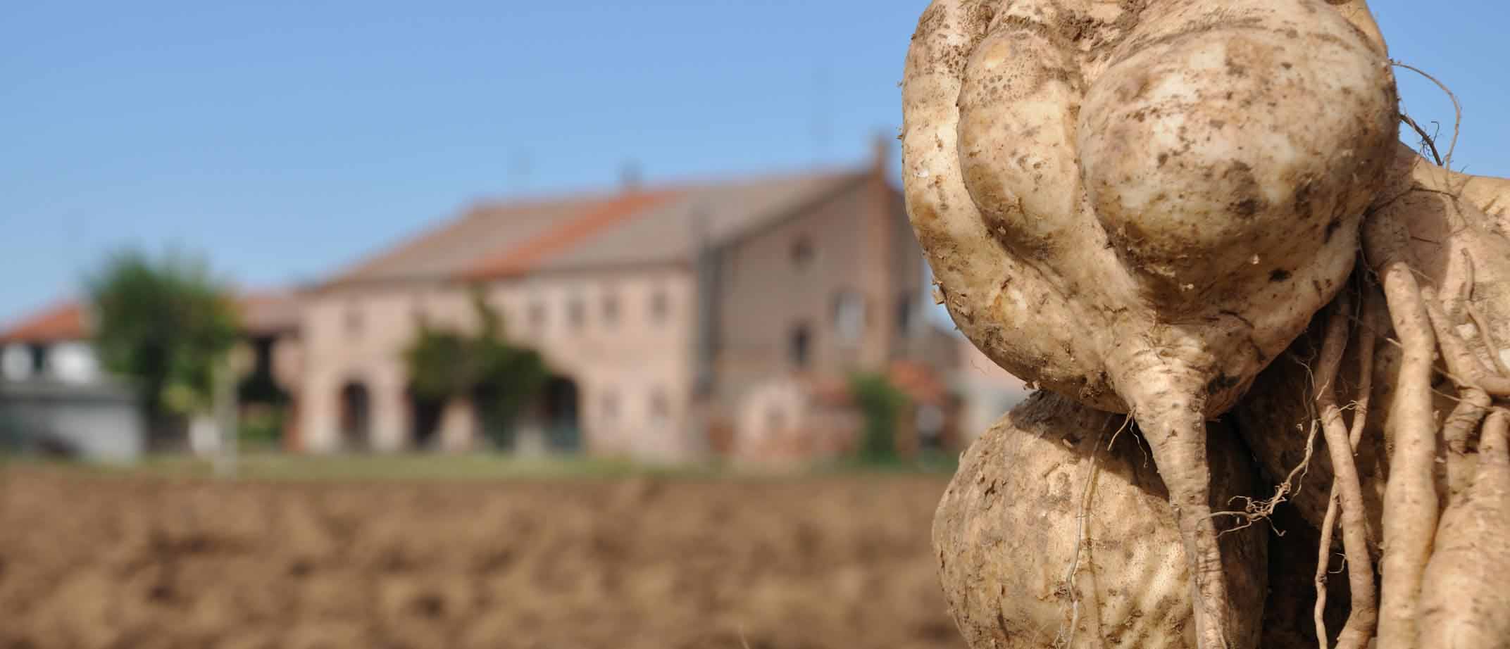 produttori patata americana