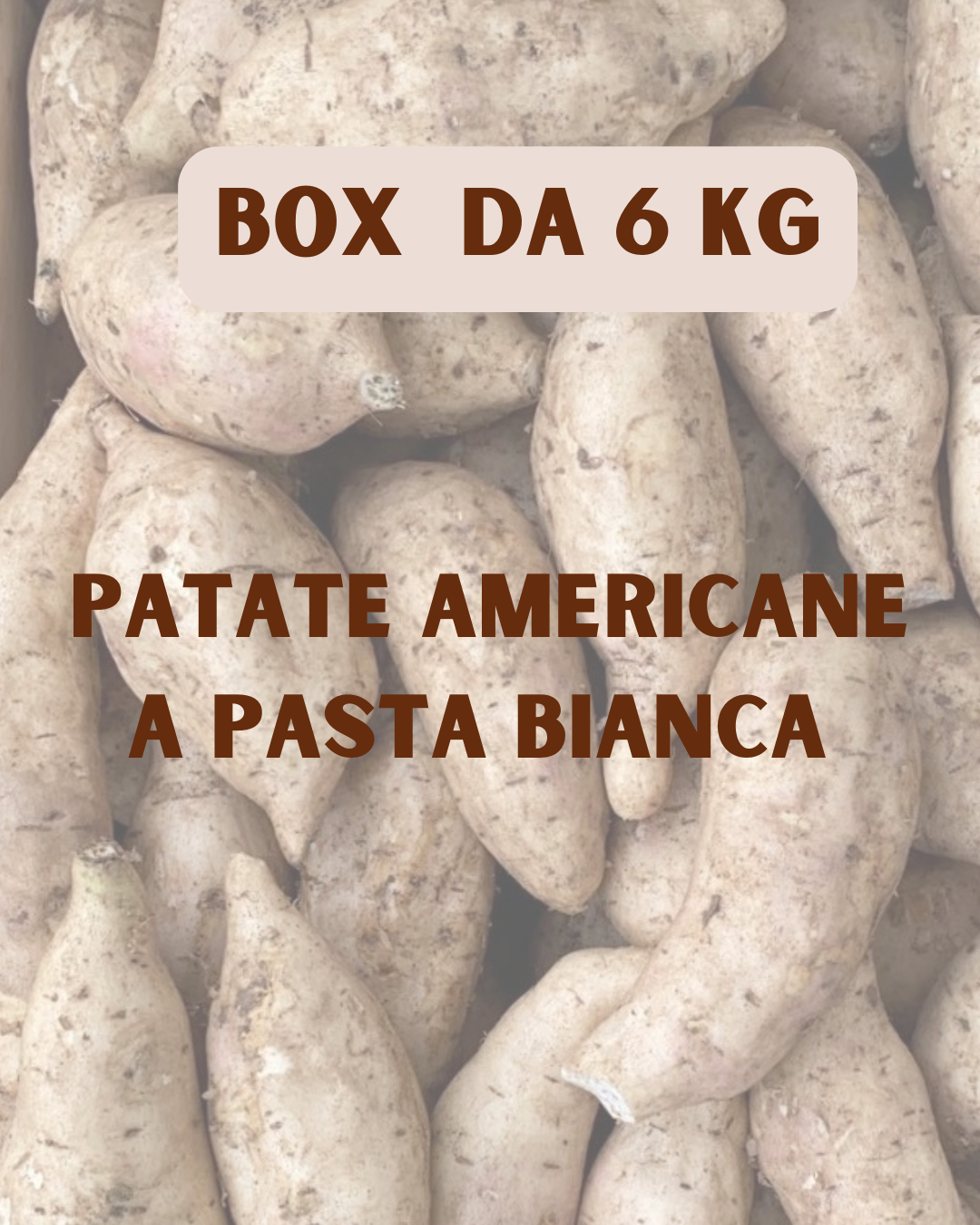 Medium Box Patadolce 6kg di Patate Americane VARIETA` PASTA BIANCA – ANGUILLARA
